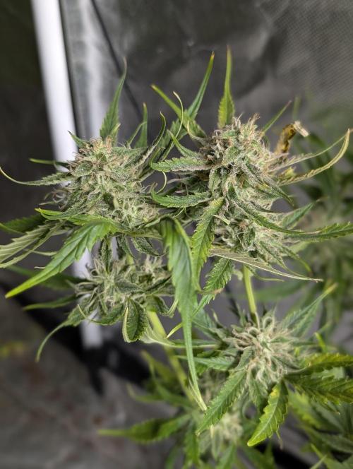 Pablo Escobar auto x3. Week 9 - N2