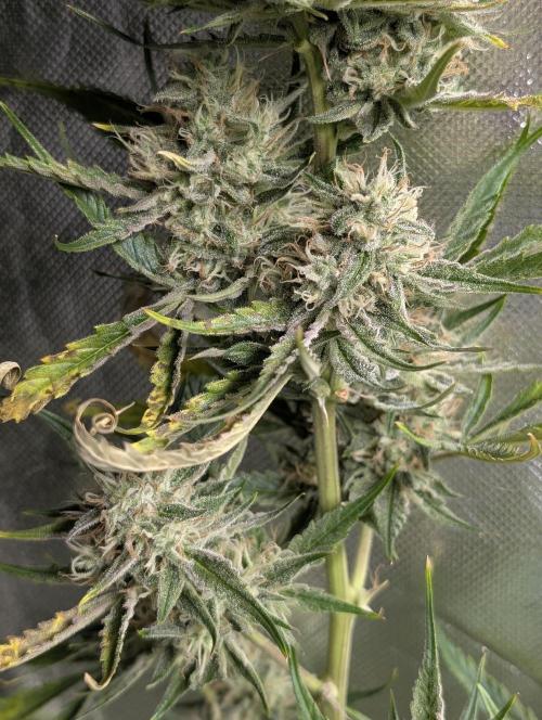 Pablo Escobar auto x3. Week 9 - N2