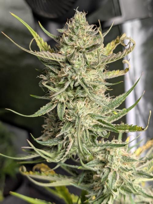 Pablo Escobar auto x3. Week 9 - N2