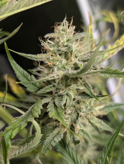 Pablo Escobar auto x3. Week 9 - N2