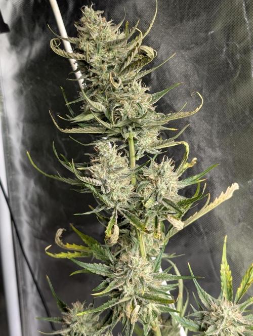 Pablo Escobar auto x3. Week 9 - N2