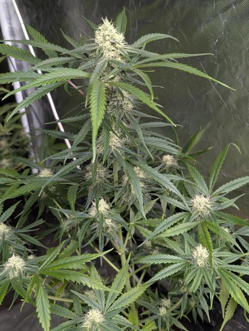 Pablo Escobar auto x3. Week 9 - N3