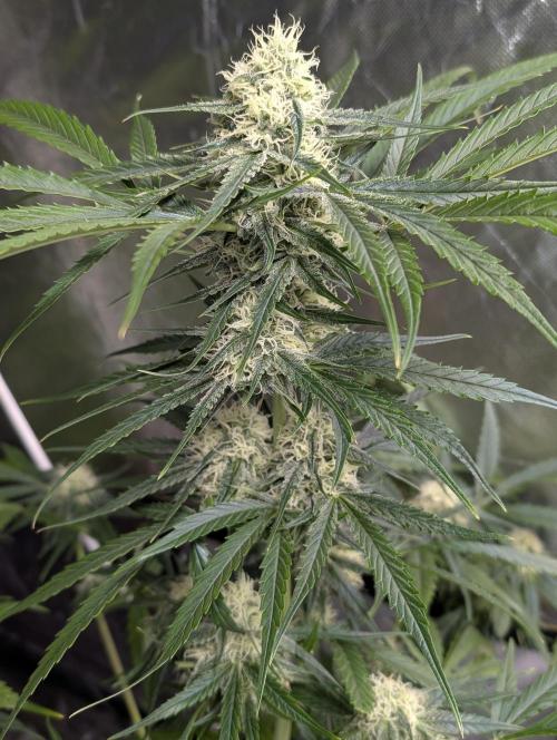 Pablo Escobar auto x3. Week 9 - N3