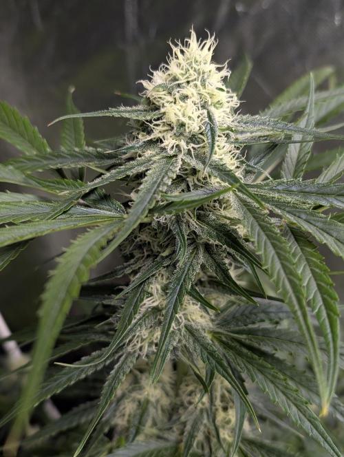 Pablo Escobar auto x3. Week 9 - N3