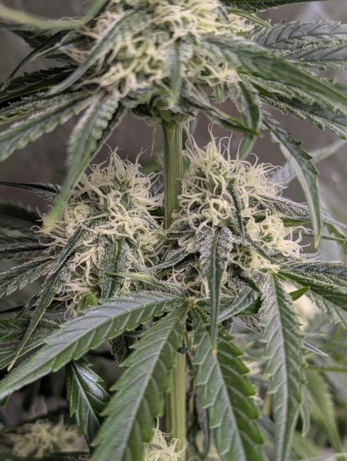 Pablo Escobar auto x3. Week 9 - N3