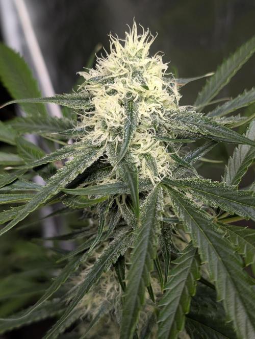 Pablo Escobar auto x3. Week 9 - N3