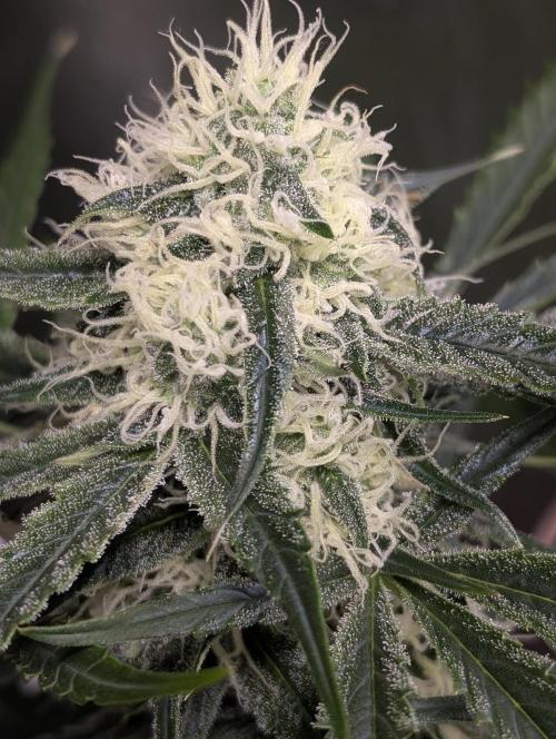 Pablo Escobar auto x3. Week 9 - N2