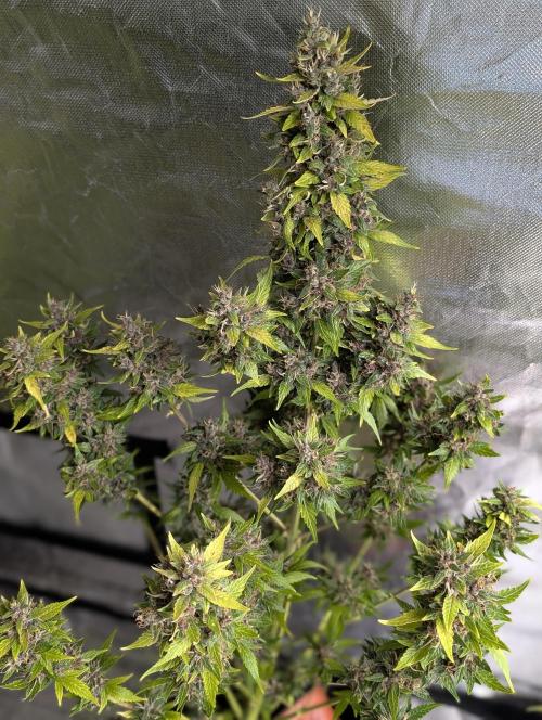 Purple Opium Auto x5. Week 12 - N1