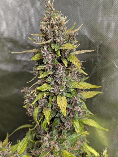 Purple Opium Auto x5. Week 12 - N1