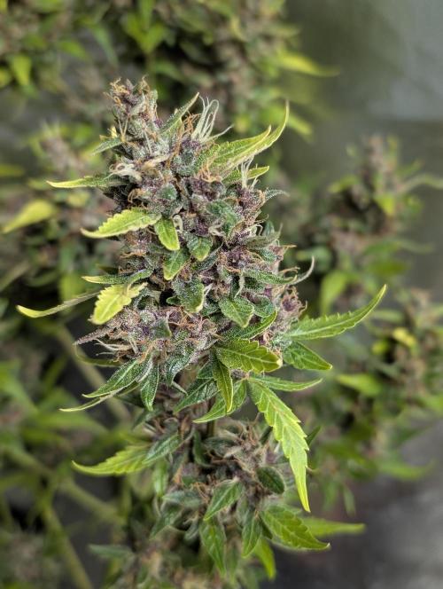 Purple Opium Auto x5. Week 12 - N1