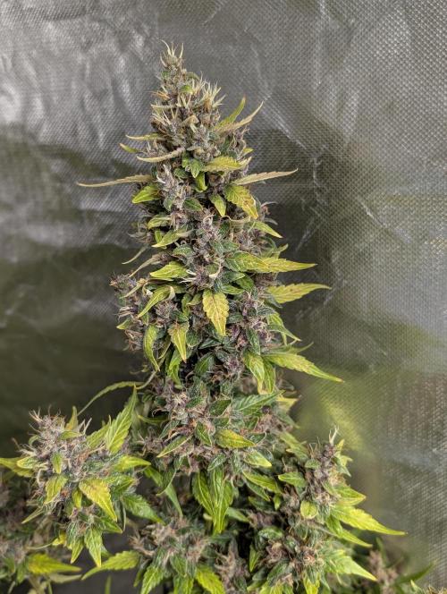 Purple Opium Auto x5. Week 12 - N1