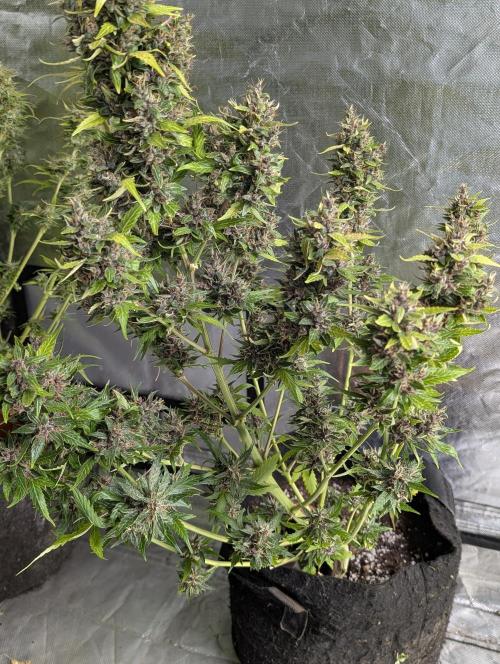 Purple Opium Auto x5. Week 12 - N1