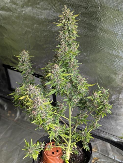 Purple Opium Auto x5. Week 12 - N2