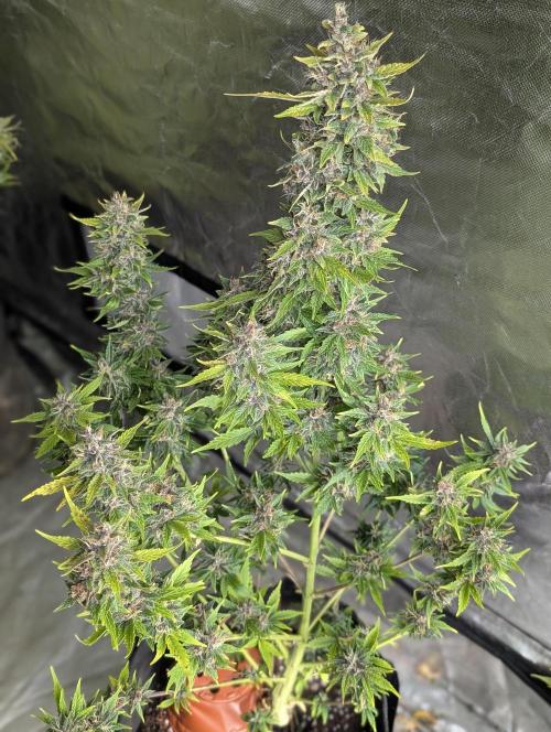 Purple Opium Auto x5. Week 12 - N2