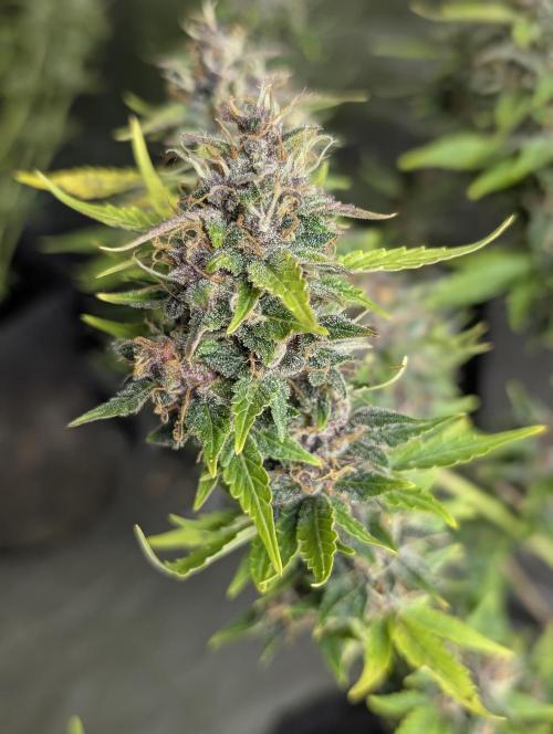 Purple Opium Auto x5. Week 12 - N2