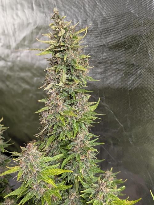 Purple Opium Auto x5. Week 12 - N2