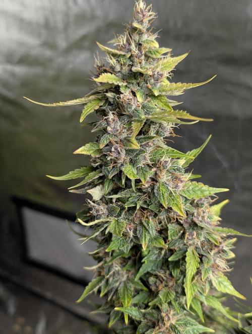 Purple Opium Auto x5. Week 12 - N2