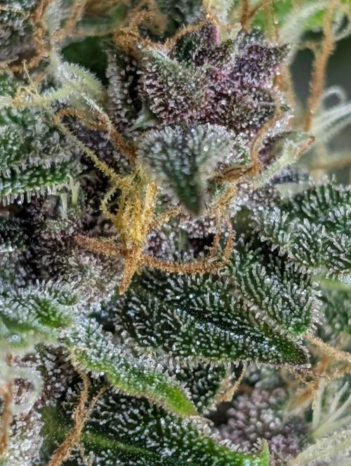 Purple Opium Auto x5. Week 12 - N2