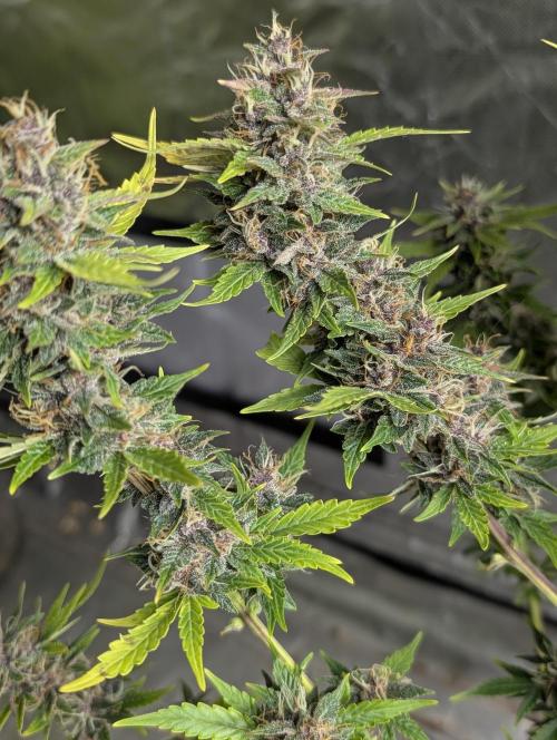 Purple Opium Auto x5. Week 12 - N2