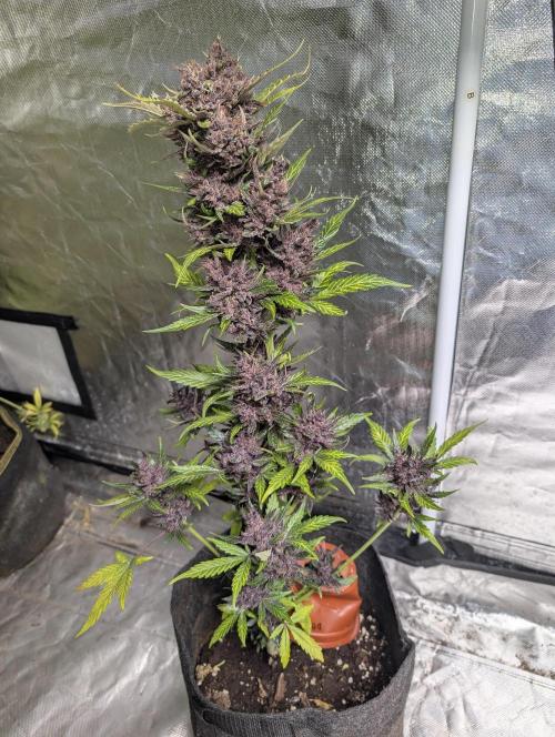 Purple Opium Auto x5. Week 12 - N3