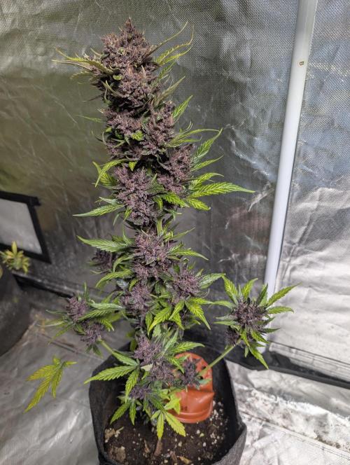 Purple Opium Auto x5. Week 12 - N3