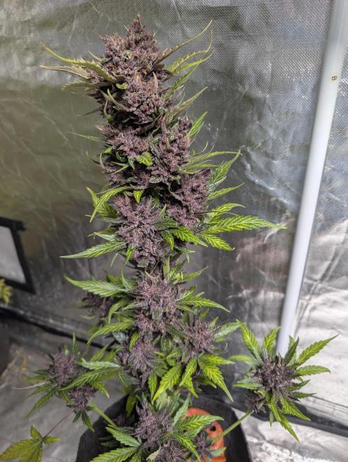 Purple Opium Auto x5. Week 12 - N3