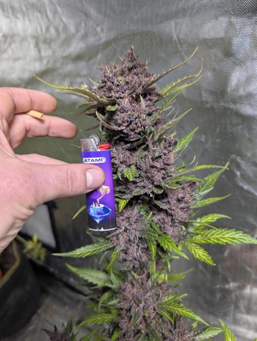 Purple Opium Auto x5. Week 12 - N3