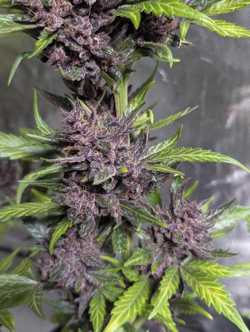 Purple Opium Auto x5. Week 12 - N3
