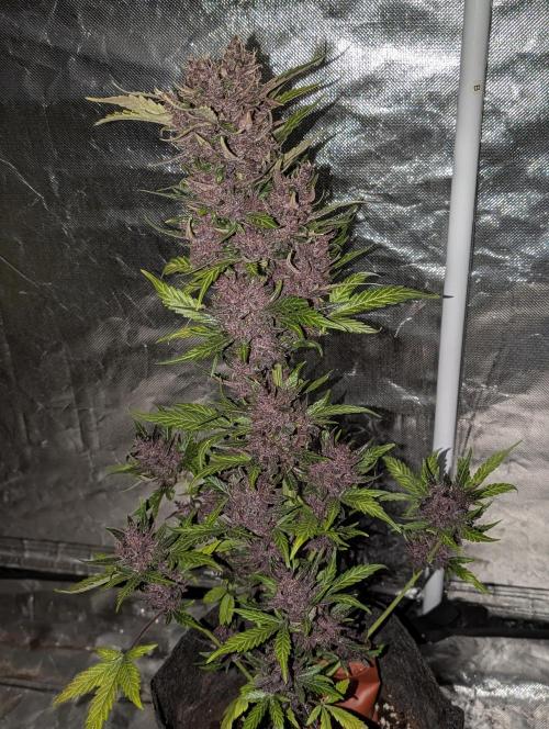 Purple Opium Auto x5. Week 12 - N3