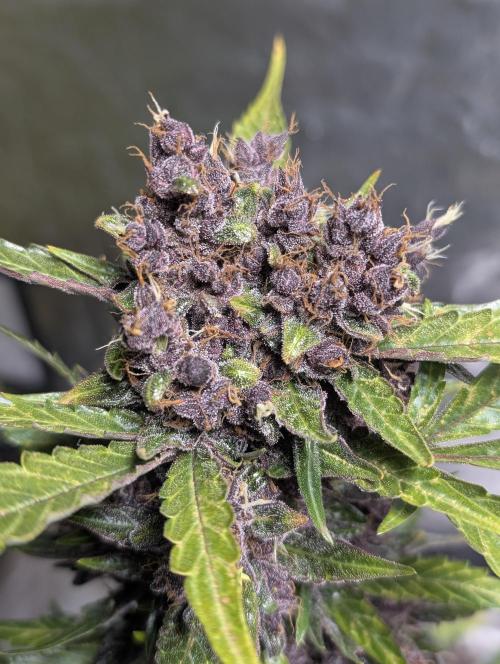 Purple Opium Auto x5. Week 12 - N3