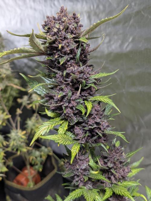 Purple Opium Auto x5. Week 12 - N3