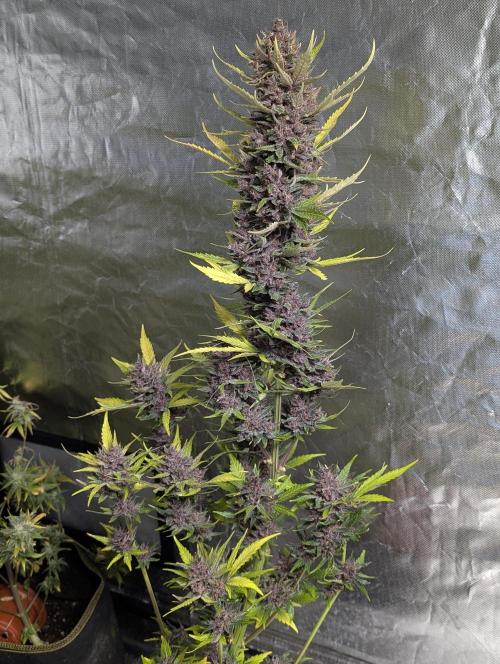 Purple Opium Auto x5. Week 12 - N4