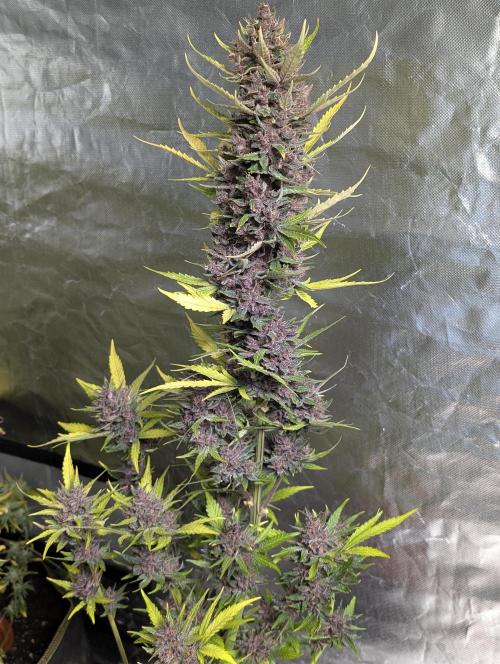 Purple Opium Auto x5. Week 12 - N4