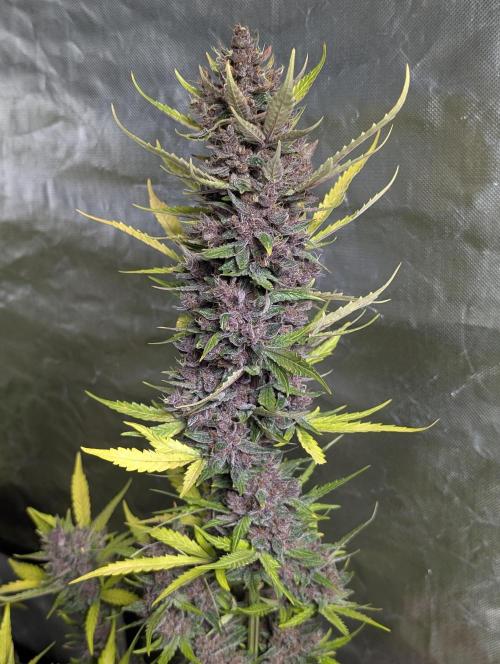 Purple Opium Auto x5. Week 12 - N4