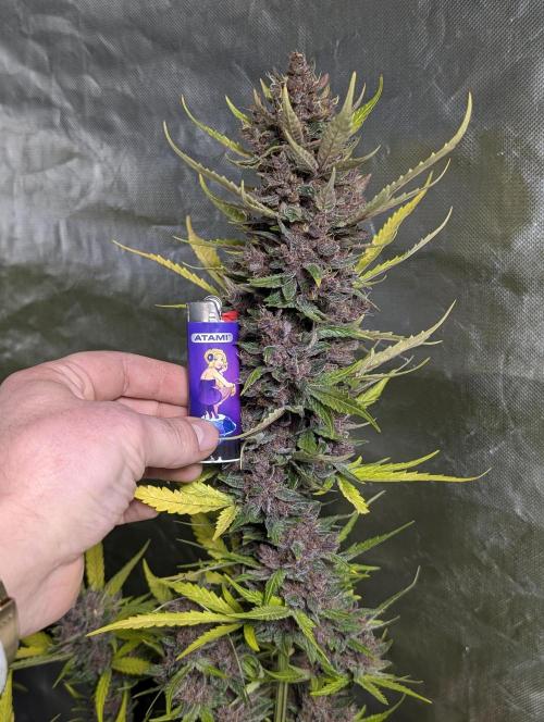 Purple Opium Auto x5. Week 12 - N4