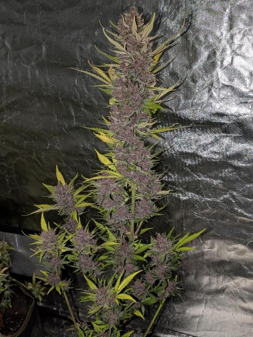 Purple Opium Auto x5. Week 12 - N4