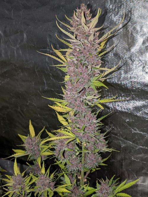 Purple Opium Auto x5. Week 12 - N4