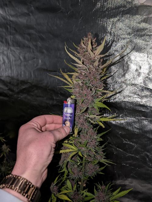 Purple Opium Auto x5. Week 12 - N4
