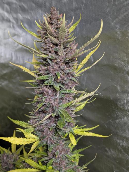 Purple Opium Auto x5. Week 12 - N4