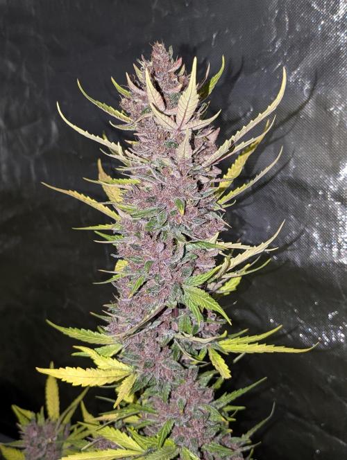 Opium. Week 12