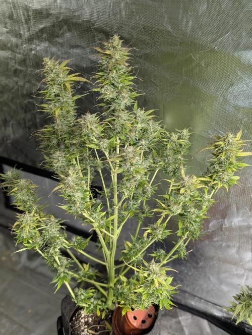 AK 47 XL 3x. Week 12 - N1