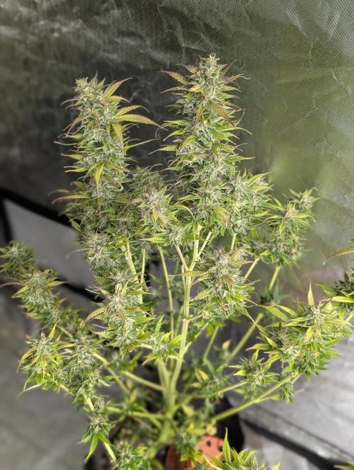 AK 47 XL 3x. Week 12