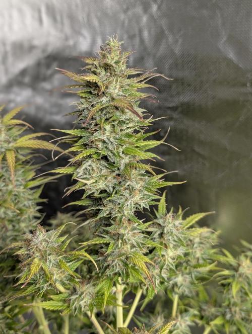 AK 47 XL 3x. Week 12
