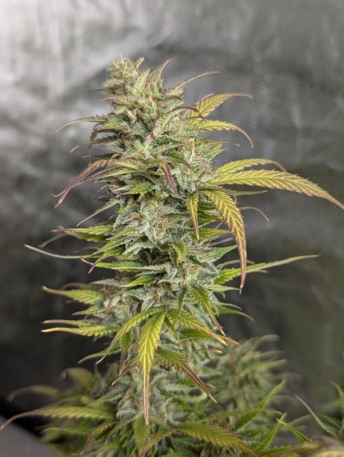 AK 47 XL 3x. Week 12