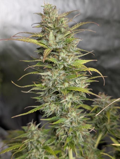 AK 47 XL 3x. Week 12
