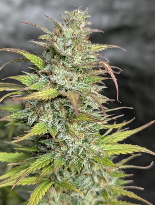 AK 47 XL 3x. Week 12