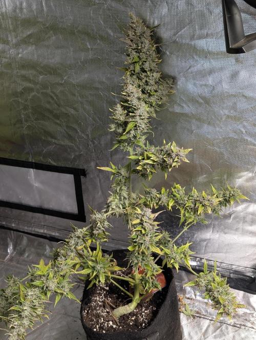 AK 47 XL 3x. Week 12 - N2