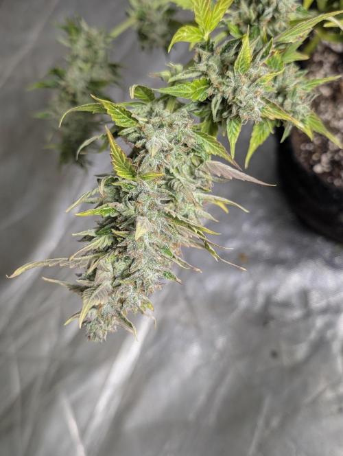 AK 47 XL 3x. Week 12