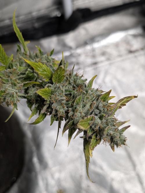 AK 47 XL 3x. Week 12