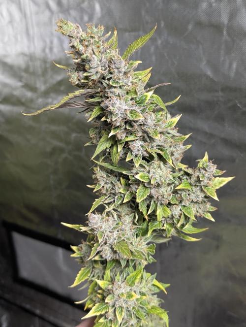 AK 47 XL 3x. Week 12